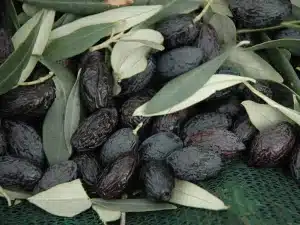 Vita Verde und lebendige Nahrung