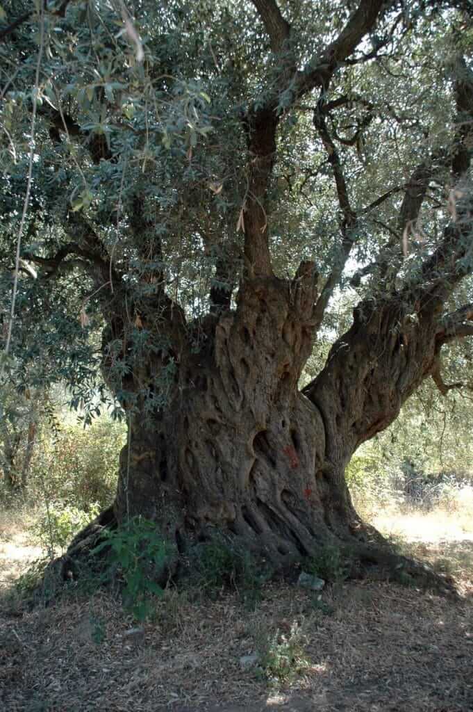 Olive die göttliche Frucht - Olivenbaum 2000 Jahre alt