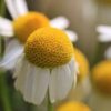 Foto Kamillenblüte