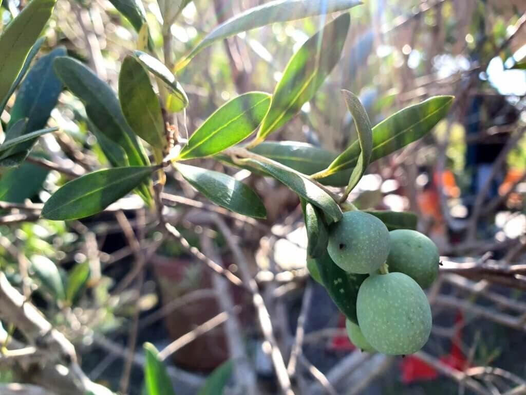 Blogbeitrag Bild-Olivenbaum-Blätter-Vita-Verde-Naturhof