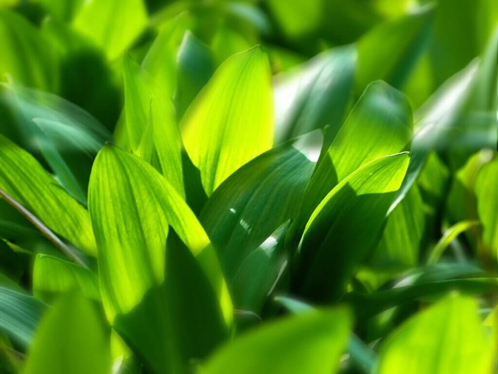 Kategorie-Pesto-Algen-wild-garlic-wilder-baerlauch