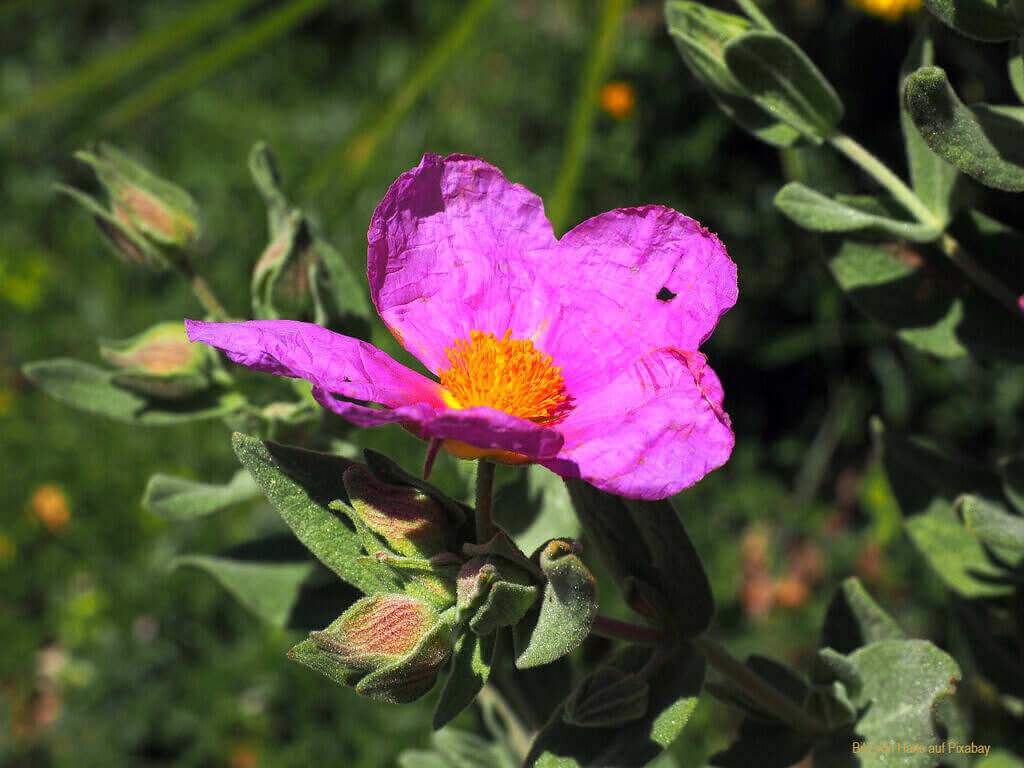 Wunderkraut Zistrose - Cistus Incanus