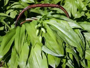 Blogbeitrag Superfood 💜 Bärlauch