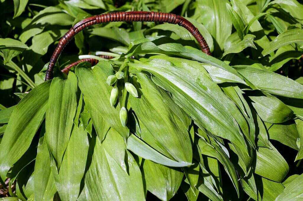 wild-garlic-baerlauch-superfood