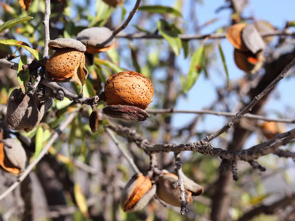 superfood-mandeln-almonds