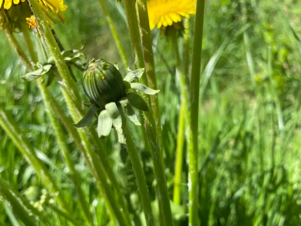 Eingelegte-Loewenzahnknospen