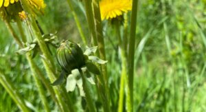 Wildkraeuterrezept-Eingelegte-Loewenzahnknospen