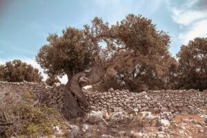 Vita-Verde-ueber-uns Banner