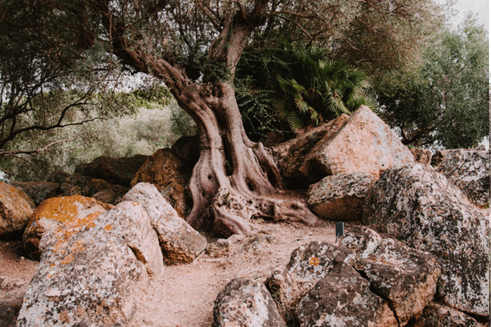 Kategorie-Oliven-neu