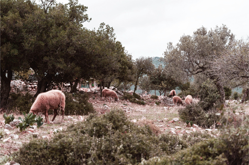 Kategorie Olivenöl