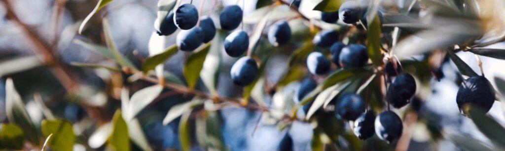 Vita-Verde-Naturkost-Reife-Oliven-im-Wind